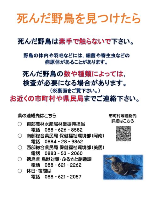 鳥 死亡|死亡した野鳥を見つけたら